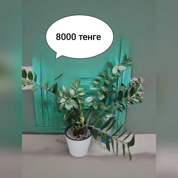 Продается бугенвилия    и другие