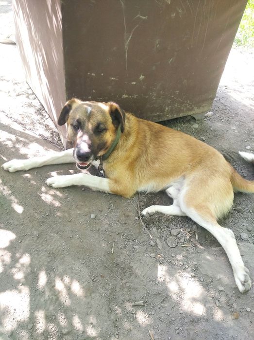 Собака в добрые руки