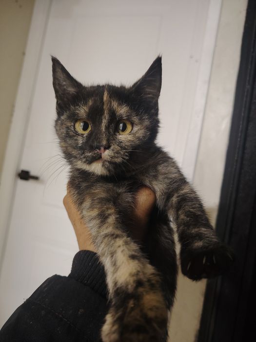 Котята девочки срочно