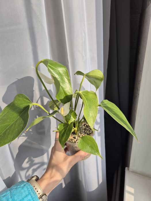 Антуриум Лили белый