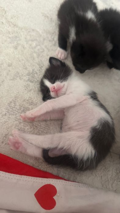 Отдам котят в добрые руки!