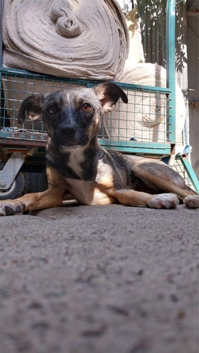 Пристраиваю собаку