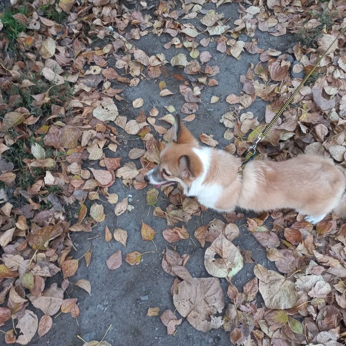 Срочно ищем жениха для корги