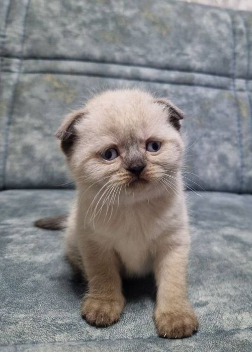 Зотдор мушук боласи