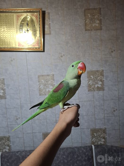 Александрийский попугай