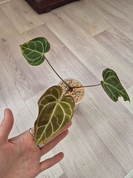 Антуриум Магнификум