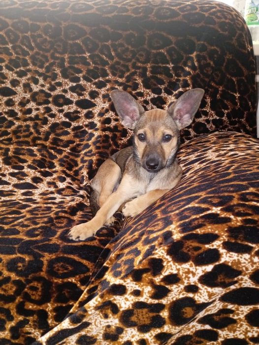 Продаю той терьера