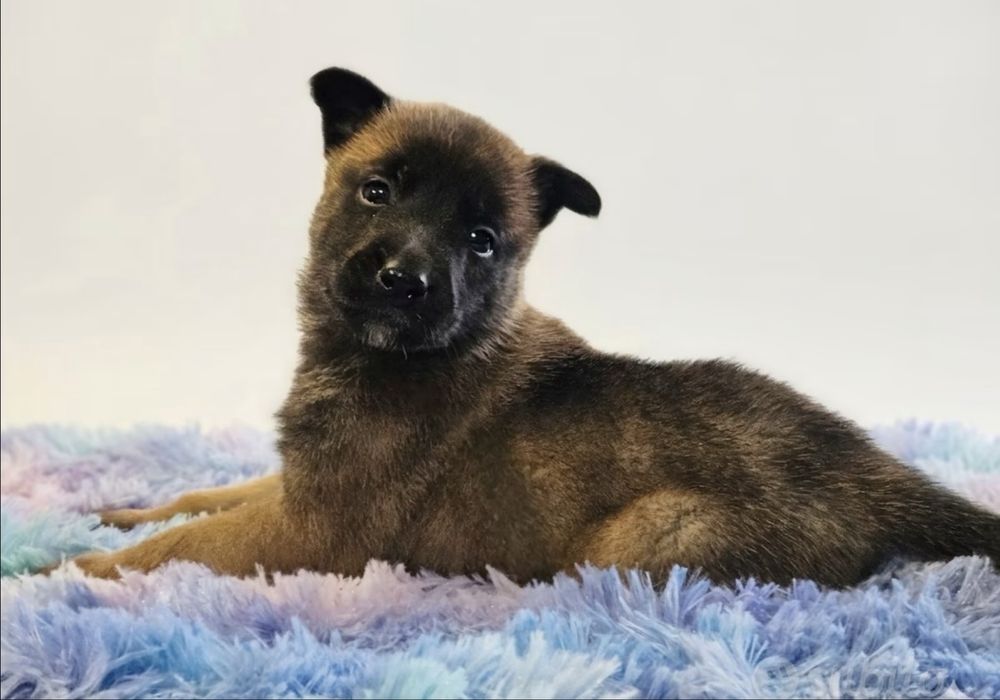 Catei Ciobanesc belgian malinois