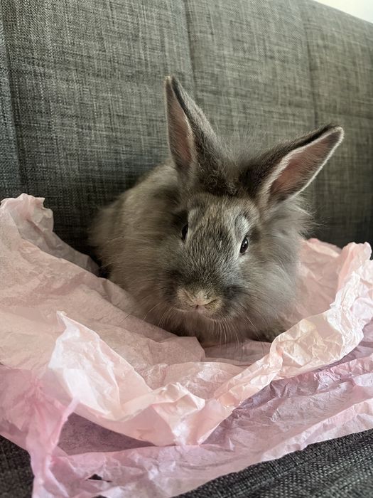 6 iepurasi de doua luni