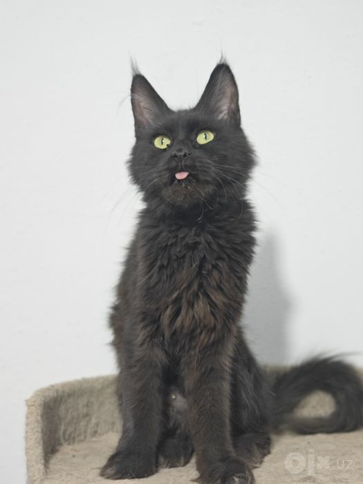 Main coon sotiladi qiz