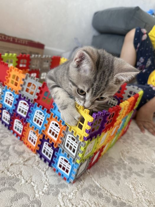 Продам котенка скоттиш страйт