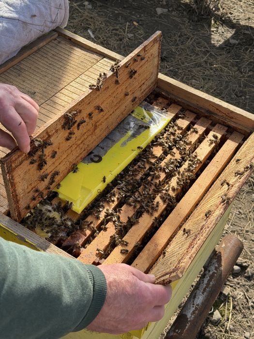 Familii de Albine de vânzare