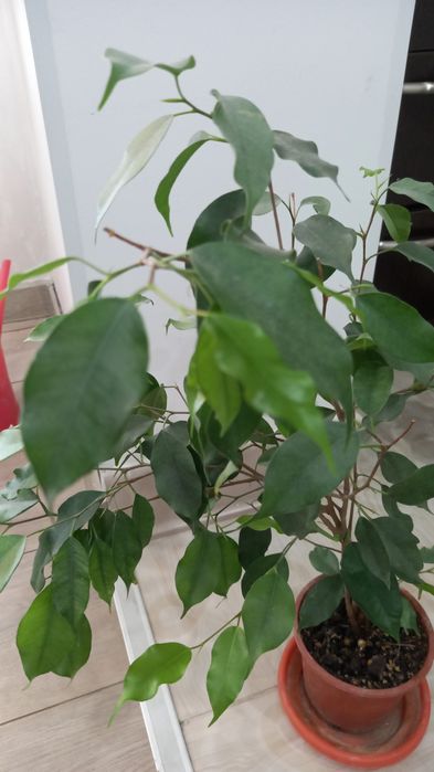 Фикус бенджамина