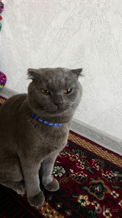 scottish fold mushu