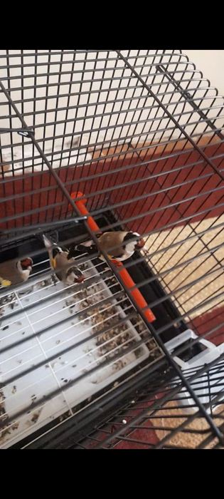 Kokil duragay kokil sotiladi