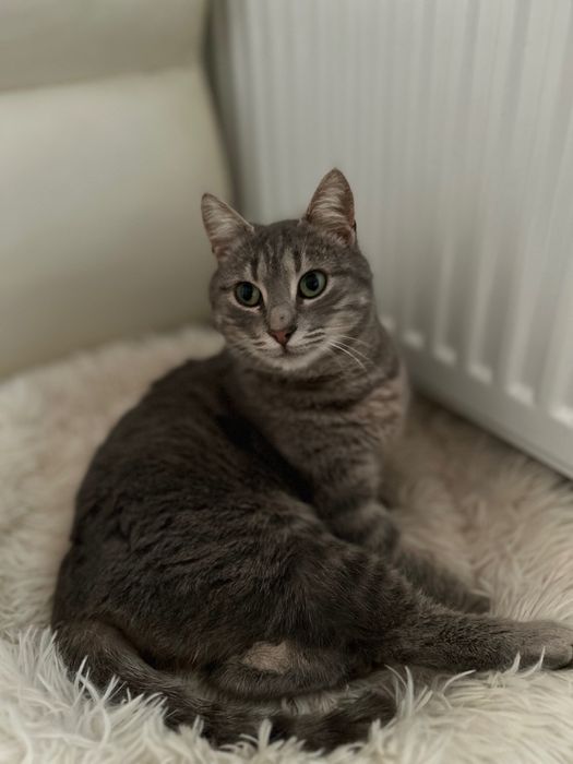 Cat sitter. - vizite la domiciliu