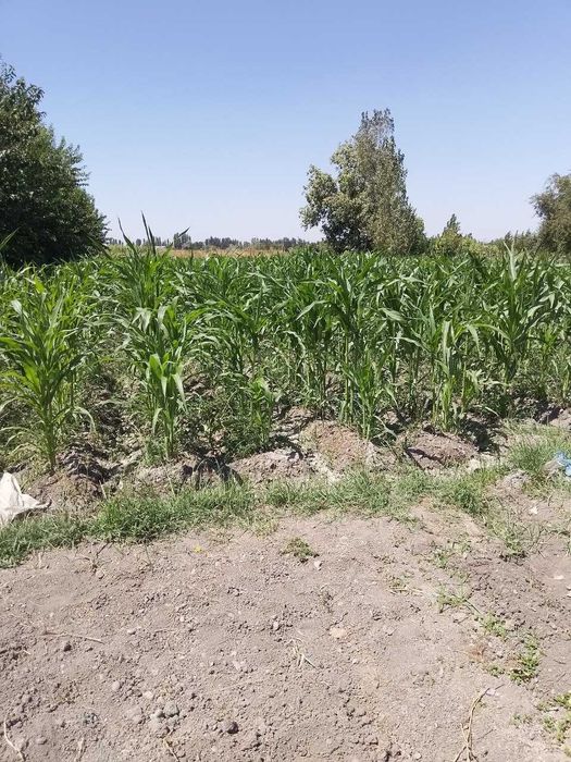 Продаётся свой земельный участок, 20 соток тел: 9 9, 7 6 2, 1 6, 6 2