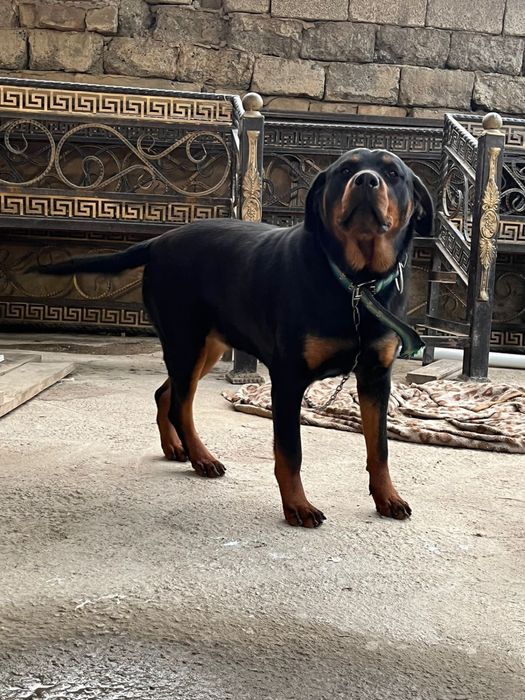 Ротвейлер/ит/собака