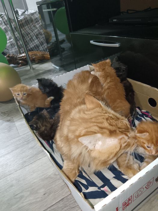 Мейкун на случку вязка