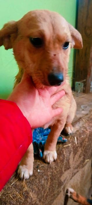 Отдам собачку для квартиры