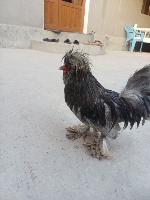 Карес японка хурозлари сотилади