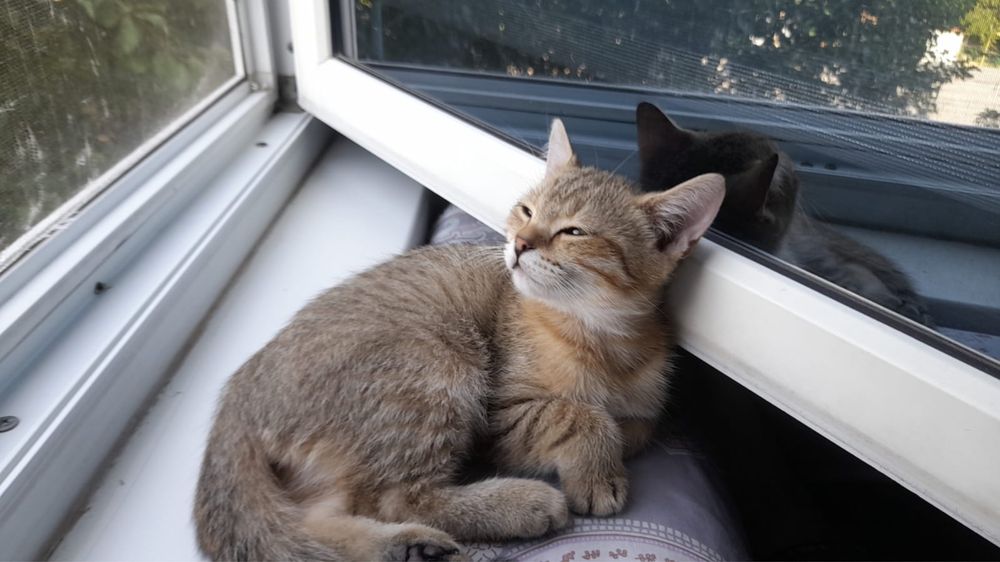 Продам котят британские веслоухих