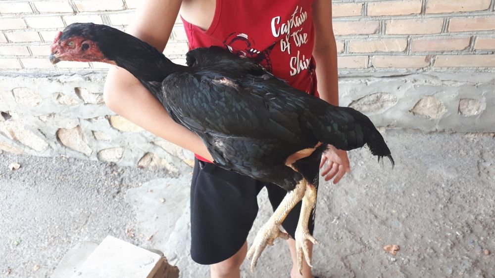 Dakan tovuq kareyskiy shamo