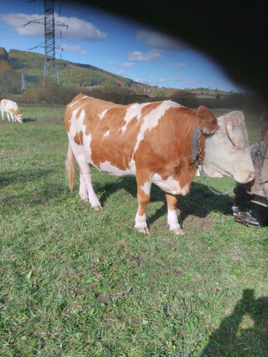 Vând vacă.         .