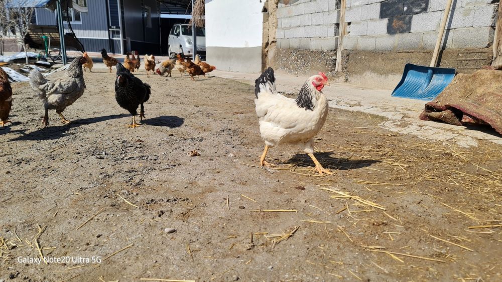 Куры разных породы
