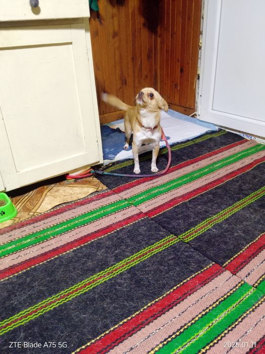 Продавам мини мъжко Чихуахуа