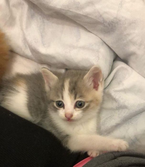 Отдам бесплатно котят