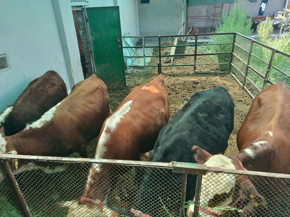 Green Ford buqalar sotiladi