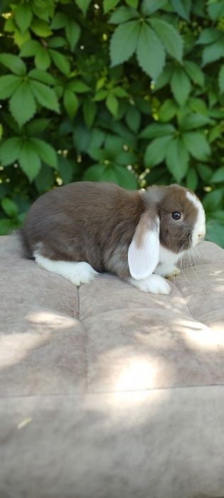 Karlik quyonchalar sotuvda 100 mindan