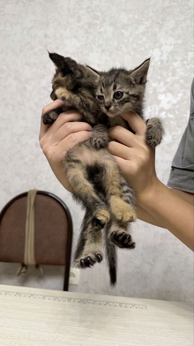 Котята (мушук) БЕСПЛАТНО