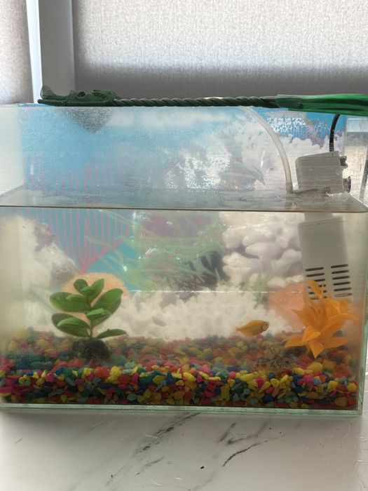 Продам 2 рыбки с аквариумом на левом берегу возле экспо