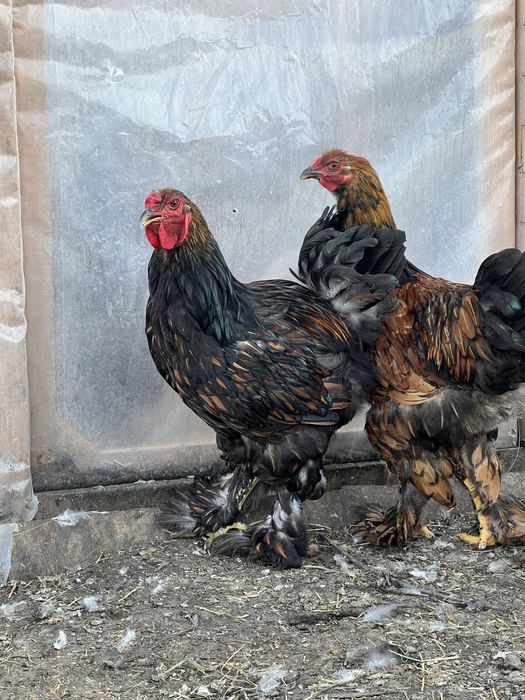 Cocosi brahma gold