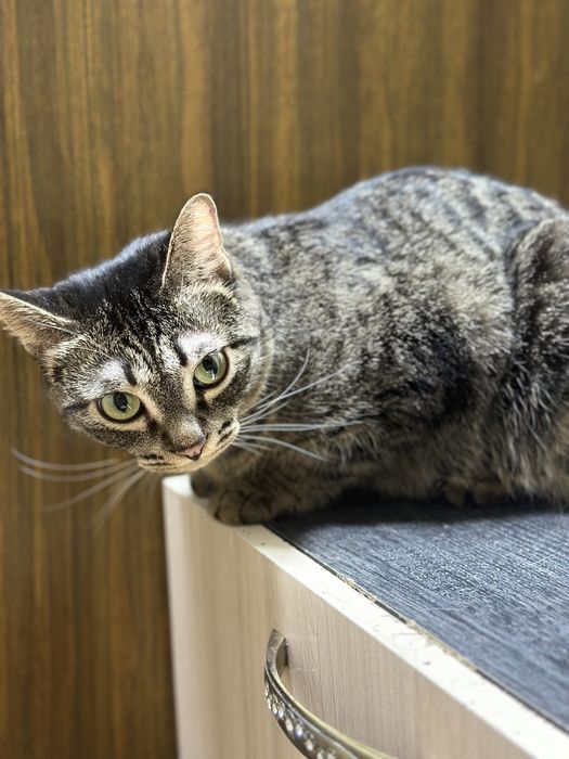 Полосатые кошки