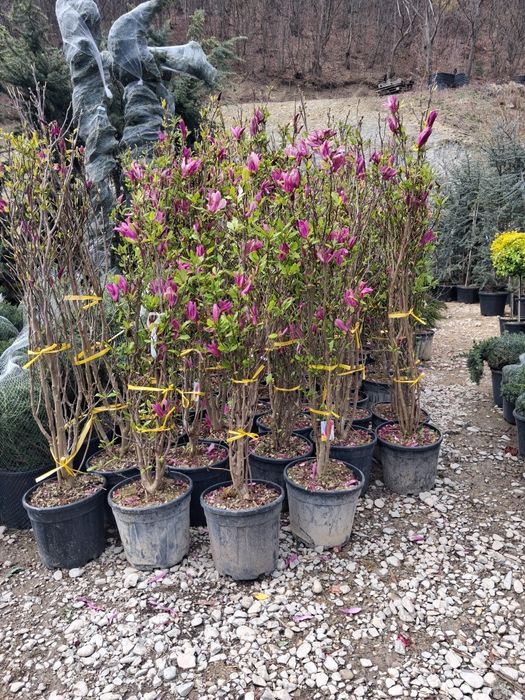 Magnoli arțar japonez mesteacăn