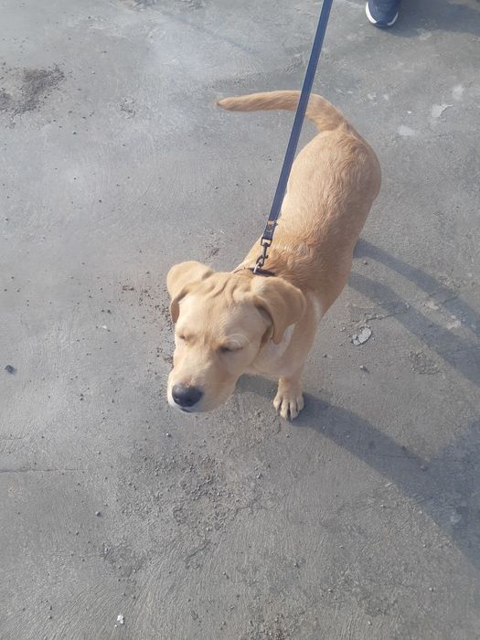 Тозза Лабрадор 3 ойлик