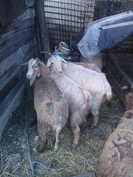 Vând 3 oi și 3 capre
