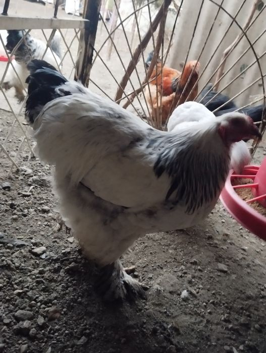 Светлый  палевый хурозла сотилади