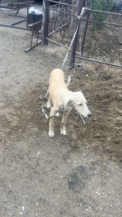 Сабака порода тазы