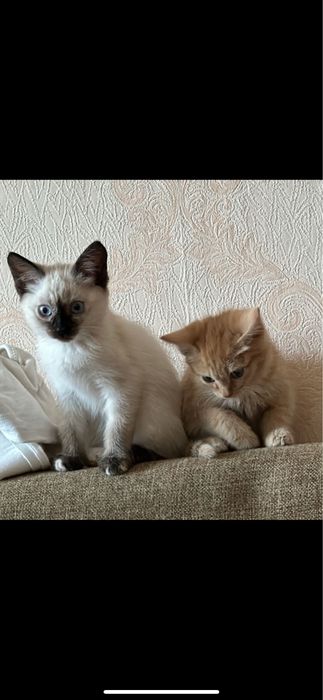 Котята бесплатно 2 сестры 7-7,5 мес