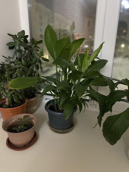 Цветы «Женское счастье»