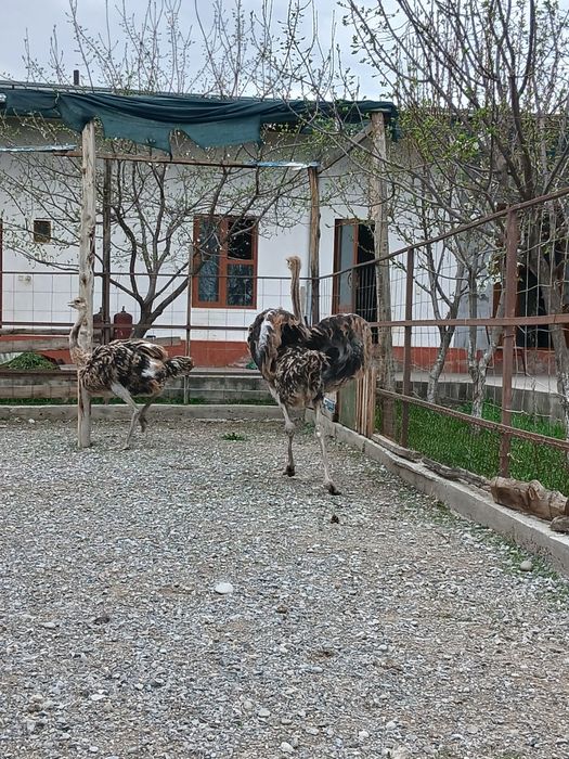 Страусы. Туякуш жужалари