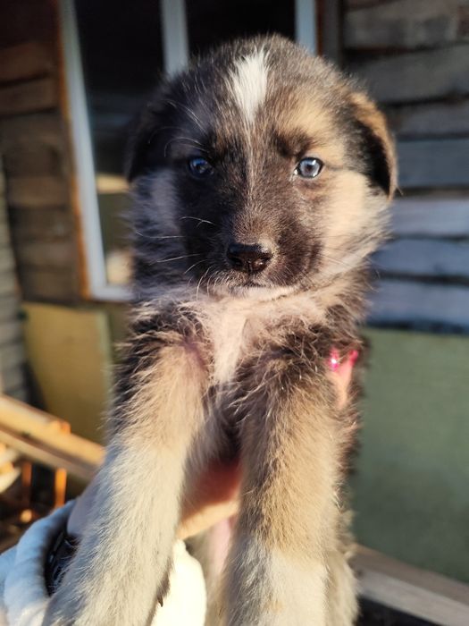 Продам щенка немецкой овчарки (девочка )