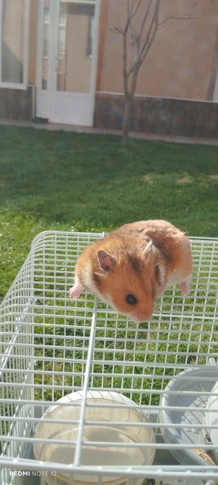 Xomyak juftligiyam bor bolalariyam bor oq va jigarrang