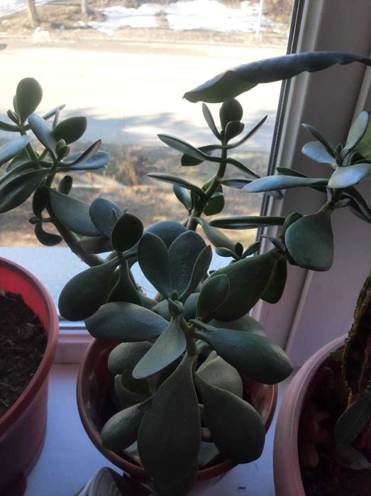 Продам комнатные цветы разные