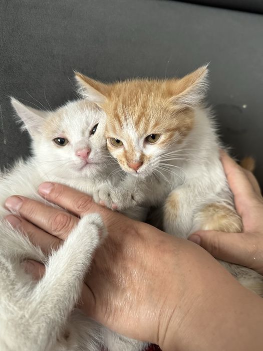 отдам котята в хорошие руки