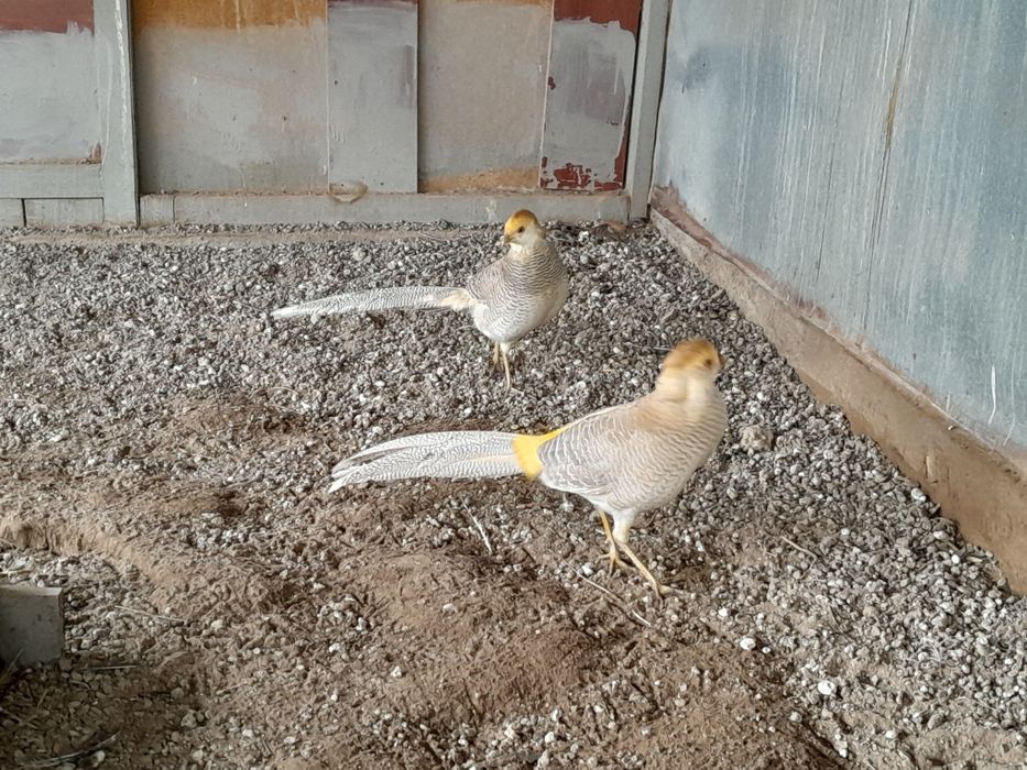 Продам самцов Лимонных Фазанов